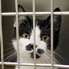 A black and white tuxedo kitten behind a cage door.