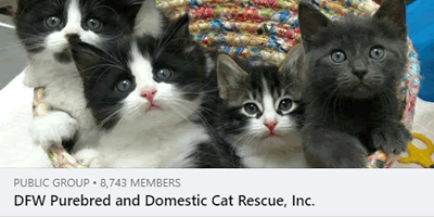 Facebook frame showing a basketfull of kittens.